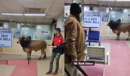 Bull entered SBI branch in Unnao, panic among customers, security guard took charge