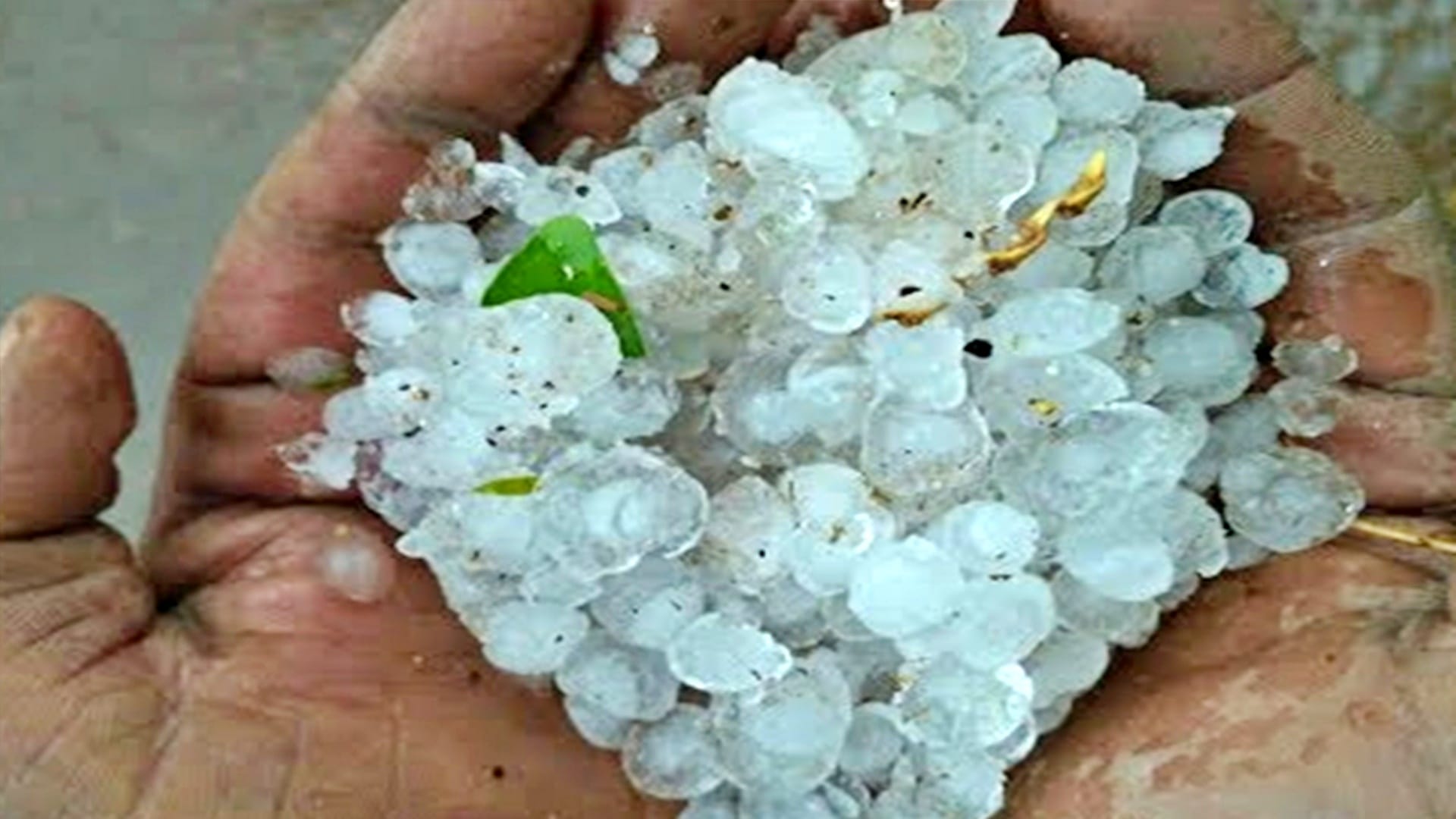 ग्वालियर, भिंड और मुरैना में गिरे ओले