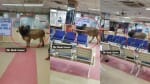 Bull Entered Inside SBI Bank