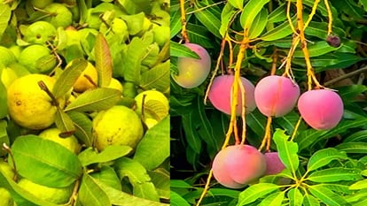 HP Shiva Project: The gardens of seven districts of Himachal will be rich in mango, guava and pomegranate by 2