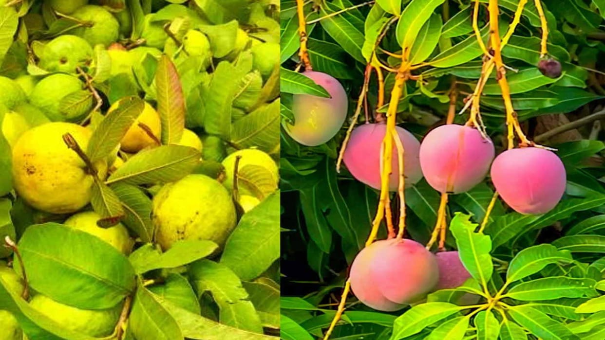HP Shiva Project: Fruit revolution will come in seven districts, horticulture will be done in 28 blocks