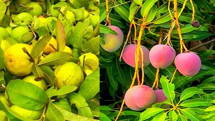 Hp Shiva Project Fruit Revolution Will Come In Seven Districts hp-shiva-project-fruit-revolution-will-come-in-seven-districts