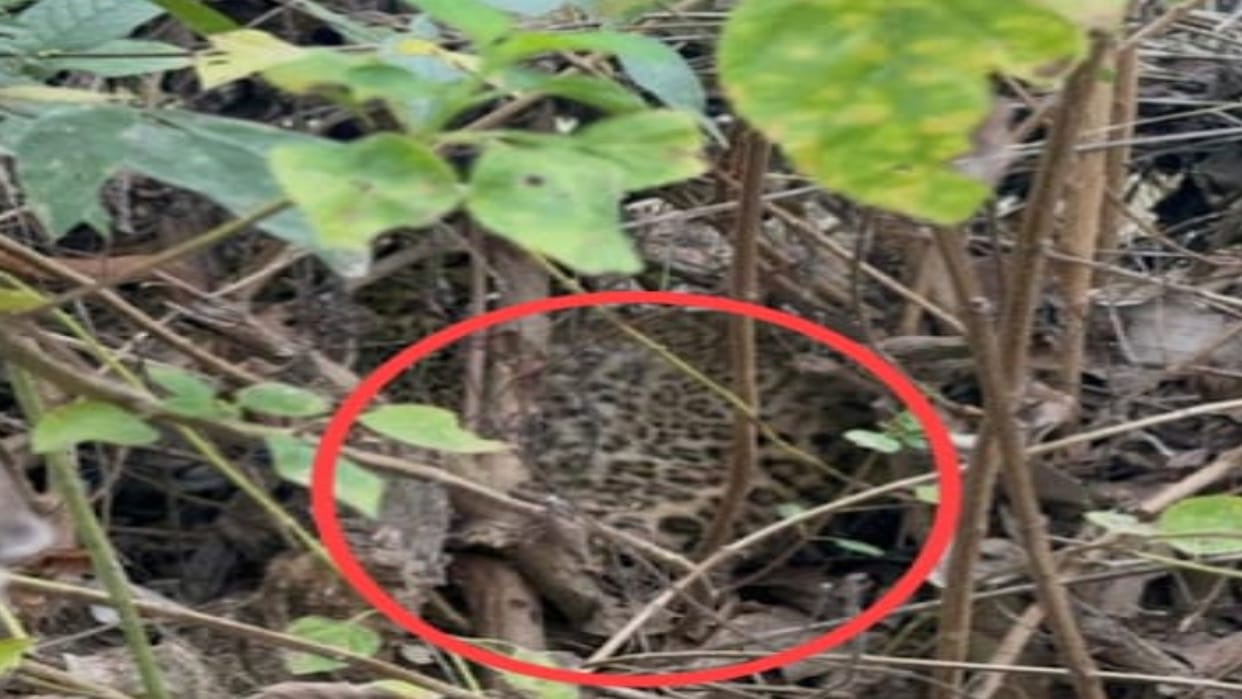Tiger reserve area echoed with the laughter of two little guests