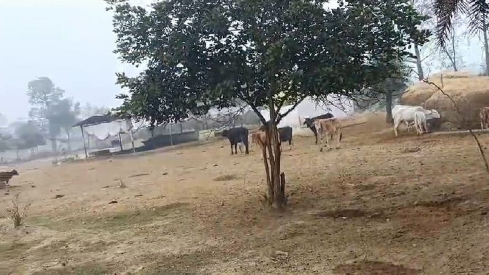 Video of dogs scratching cows went viral