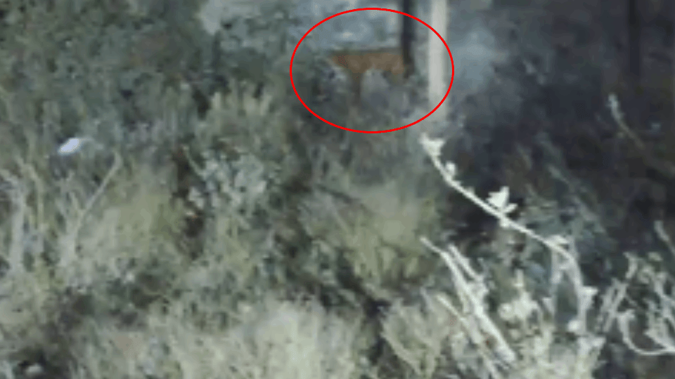 Arrival of a tiger in Pilibhit created an atmosphere of chaos