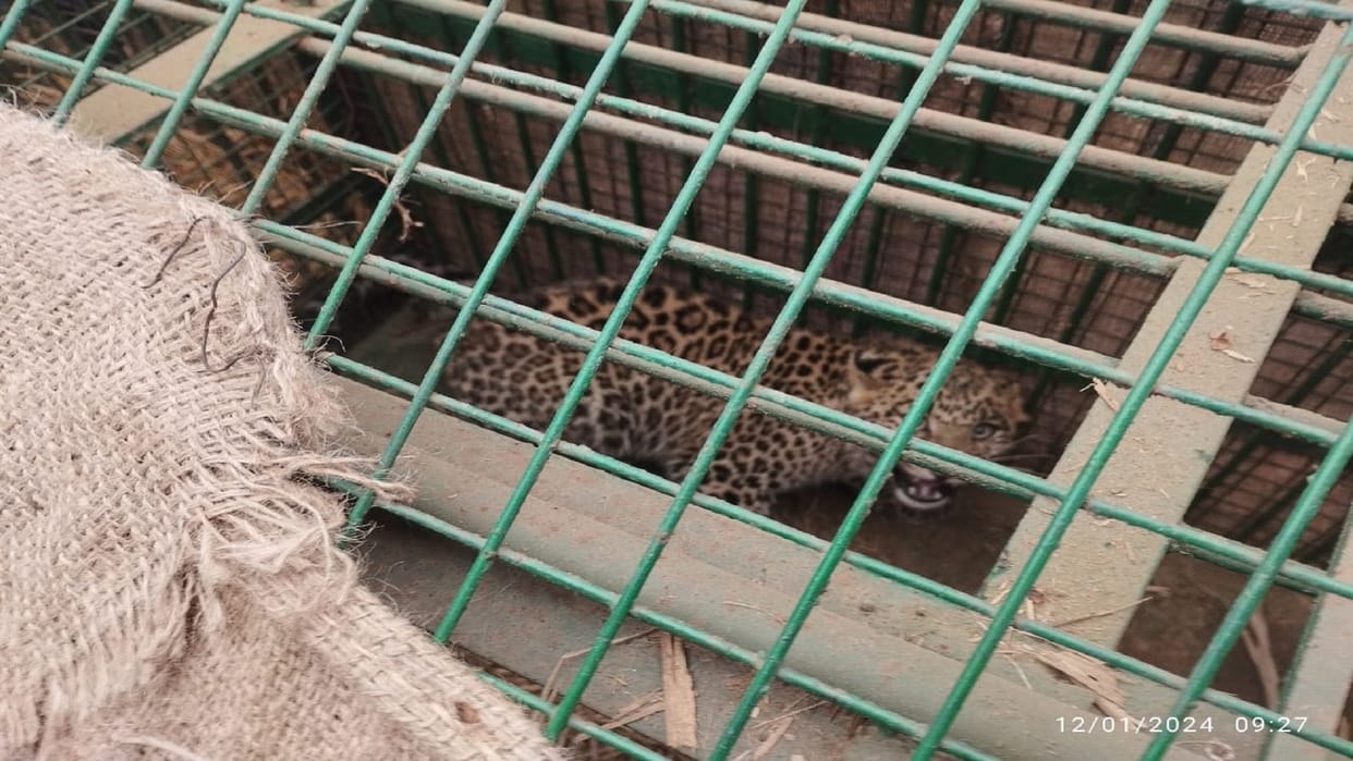 A guldar has imprisoned in cage of forest department in Bijnor