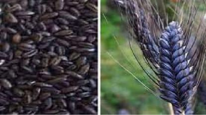 Black wheat will prevent diabetes, Beneficial for cancer and heart patients, Hisar HAU institutions growing