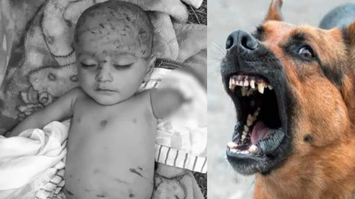A six-month-old innocent child was torn to death by dogs, one of the child's hands was completely eaten away.