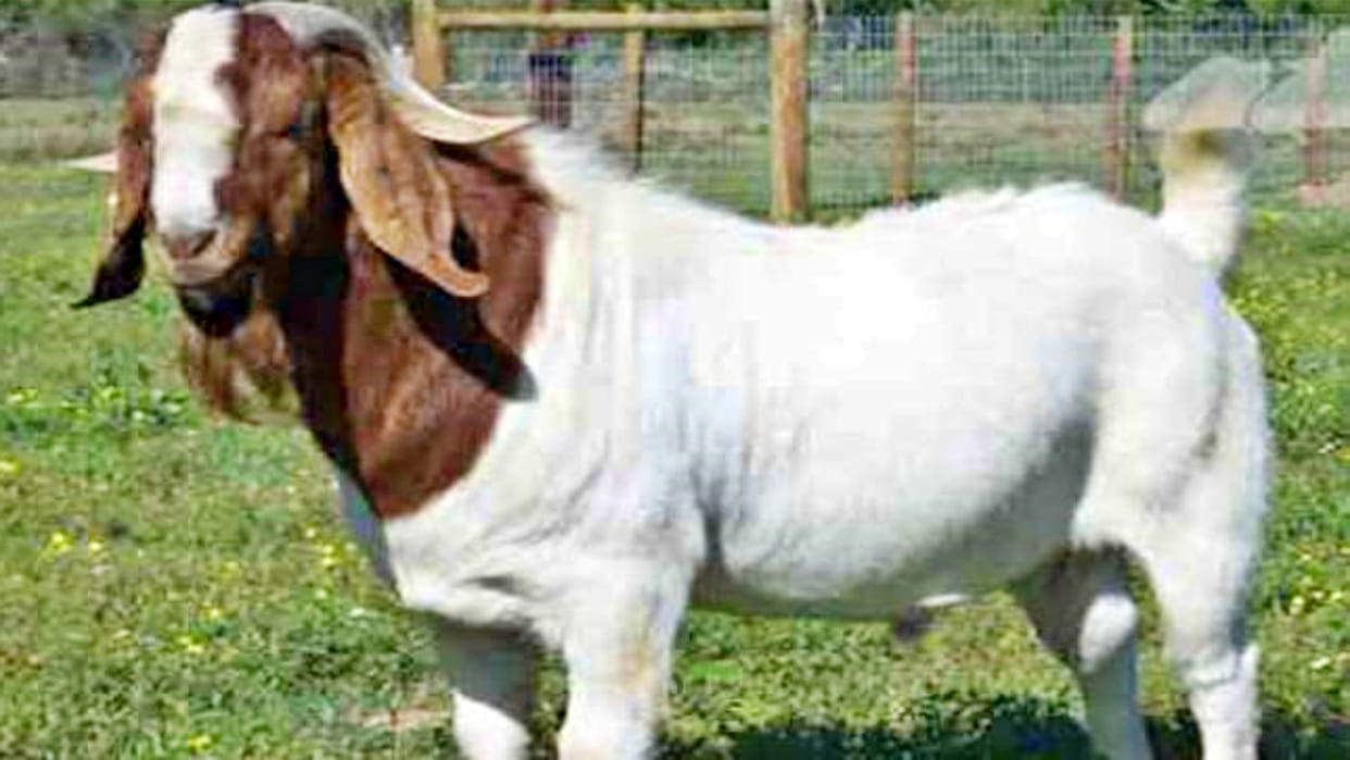 MP News Goat stealers arrested in Beohari Shahdol