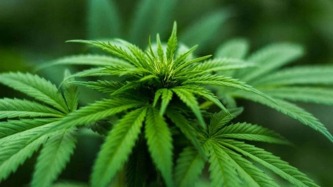 Ujjain News: Youth dies after consuming cannabis after seeing Baba Mahakal