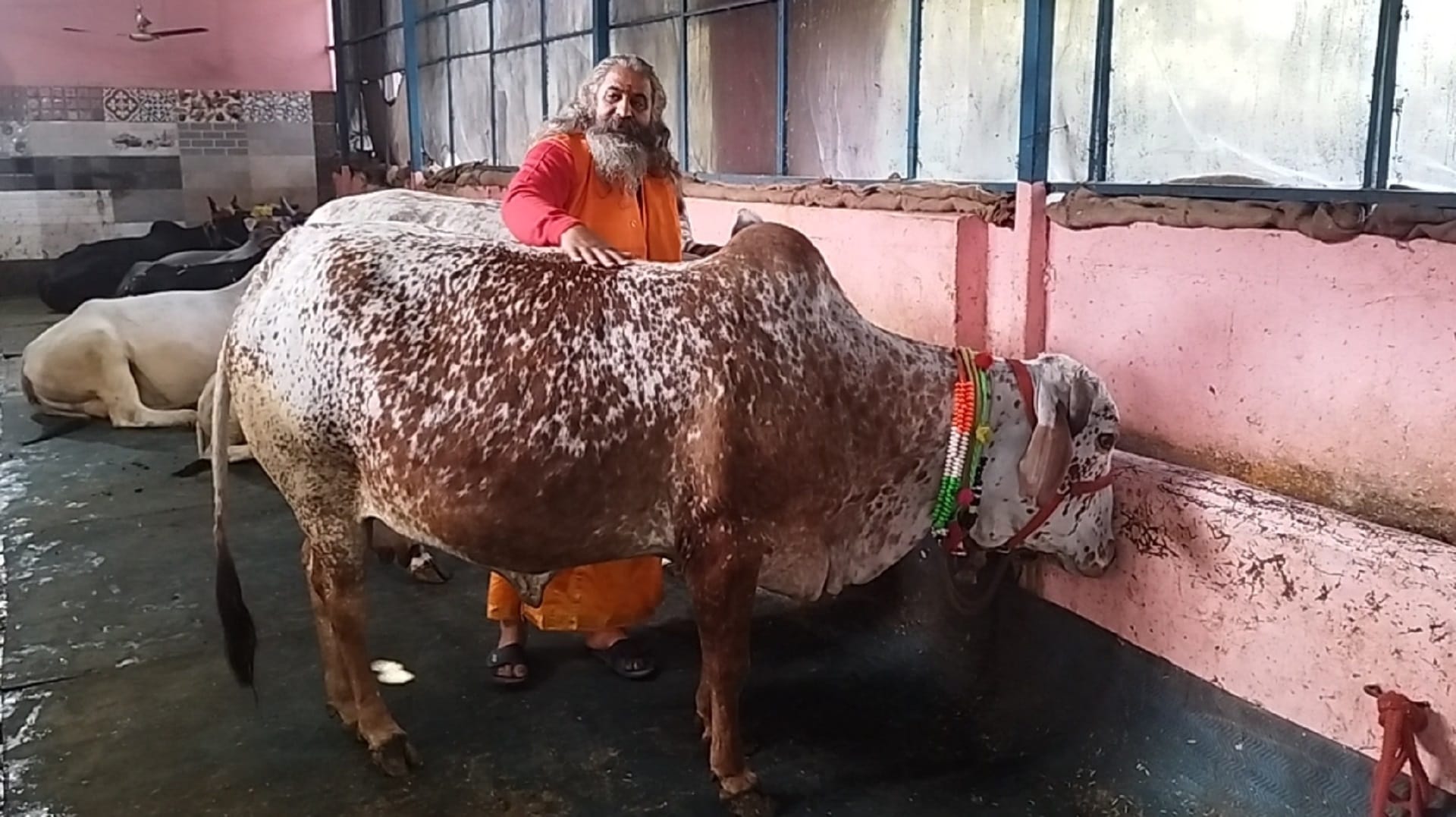 Ram Mandir: Five mythological importance cows will be donated to Ram Lala to drink milk