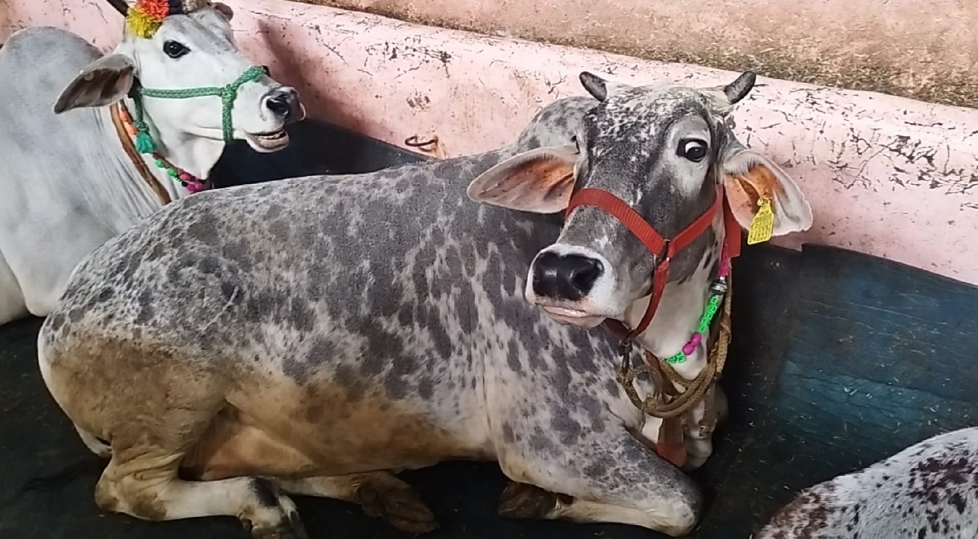 Ram Mandir: Five mythological importance cows will be donated to Ram Lala to drink milk
