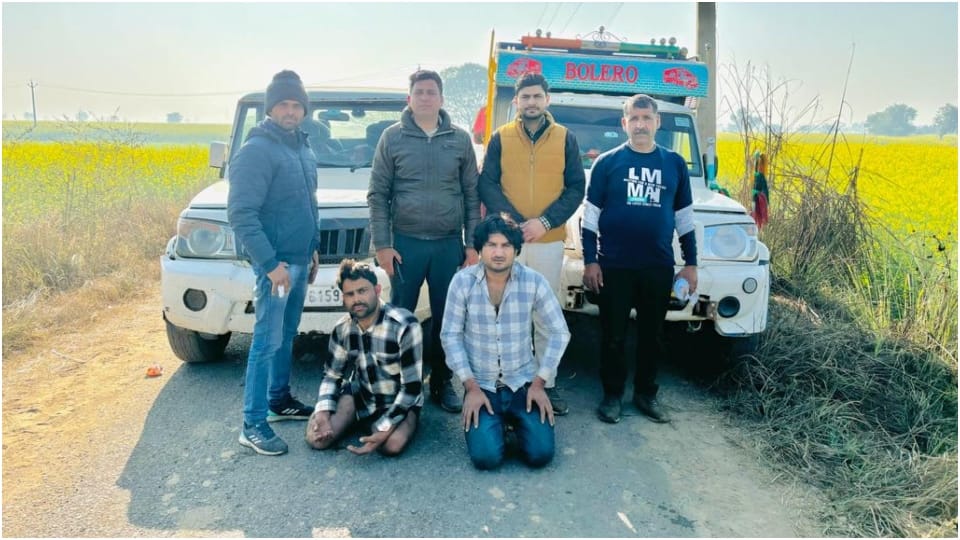 Two smugglers carrying cattle arrested in Deeg eight cattle recovered
