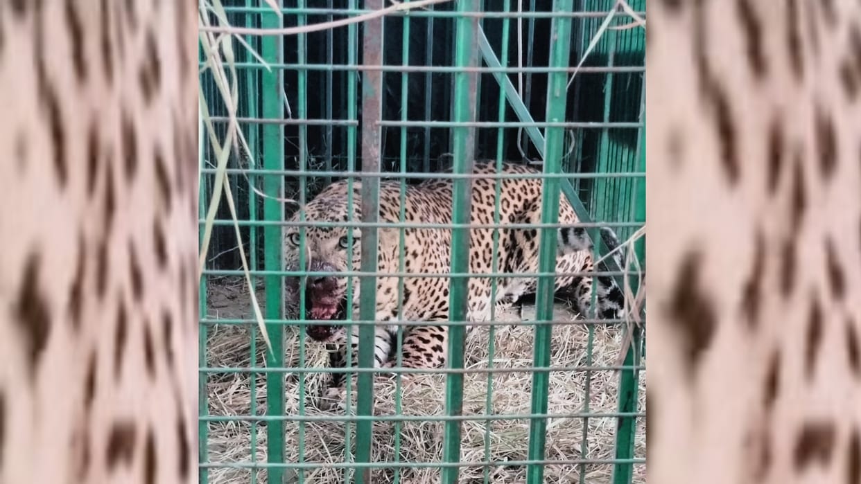Third leopard get caught in Balrampur.