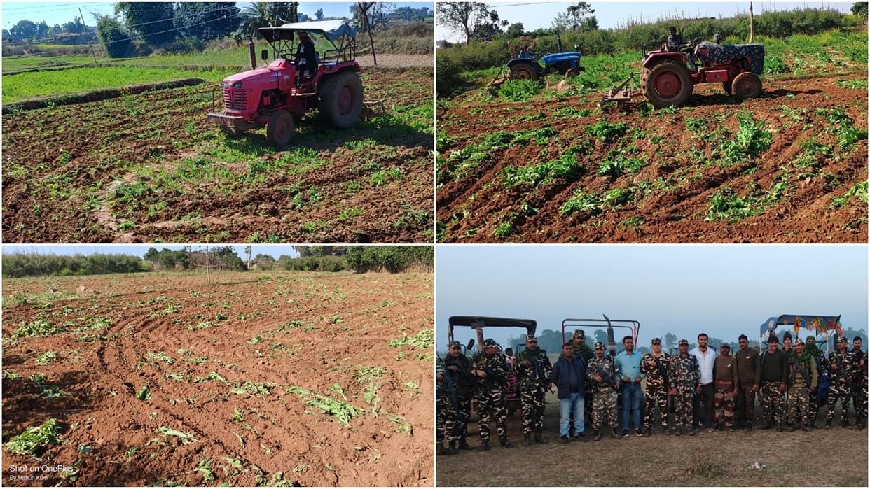 Bihar News: Police destroyed 35.69 acres of opium in Gaya; Drug crop was grown in Naxal areas