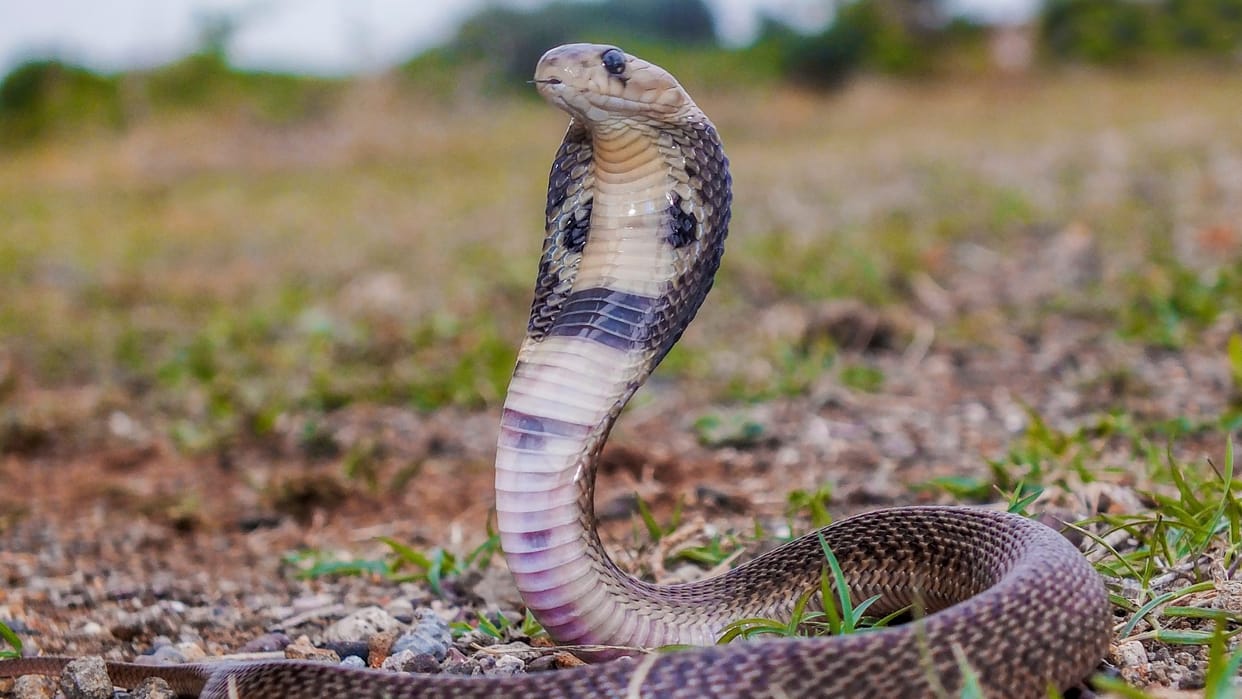 ajab gajab: chinese drink snake blood why do not die from its poison what science say