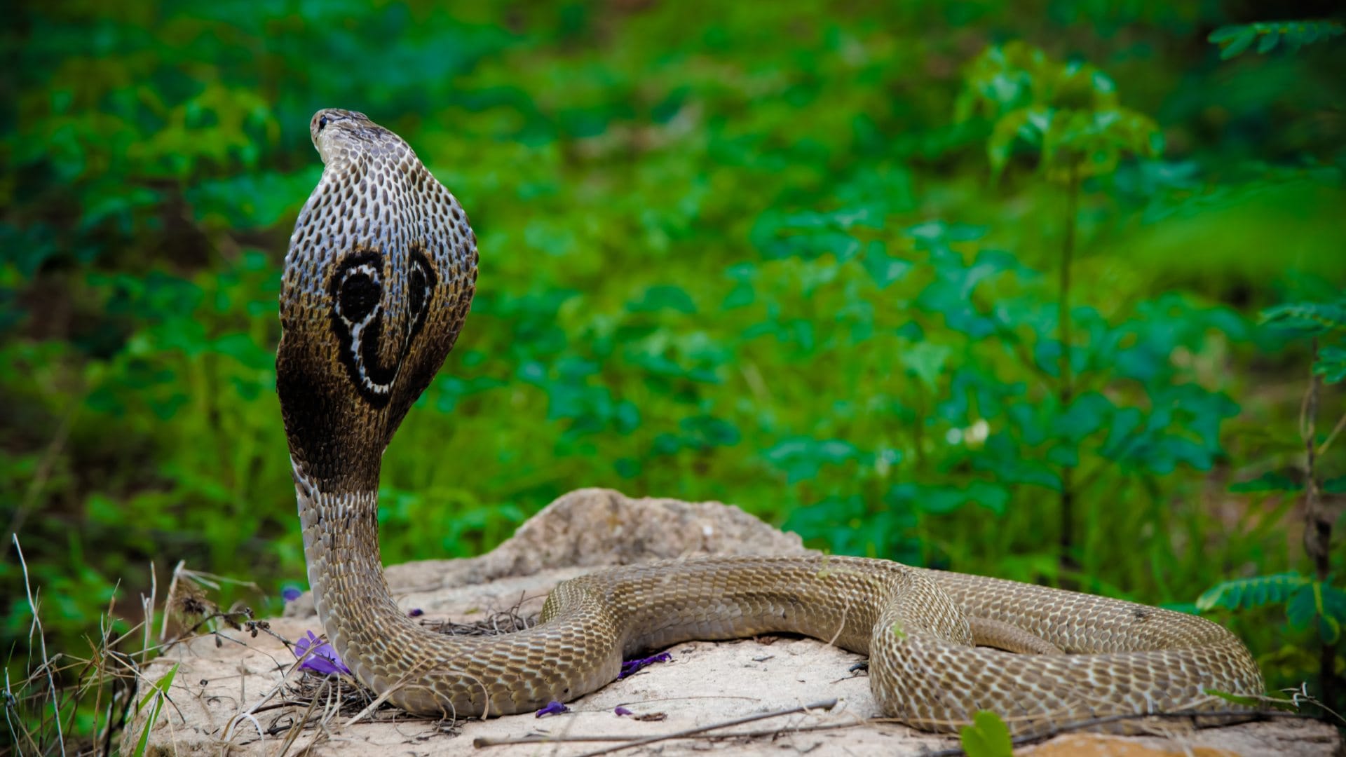 ajab gajab: chinese drink snake blood why do not die from its poison what science say