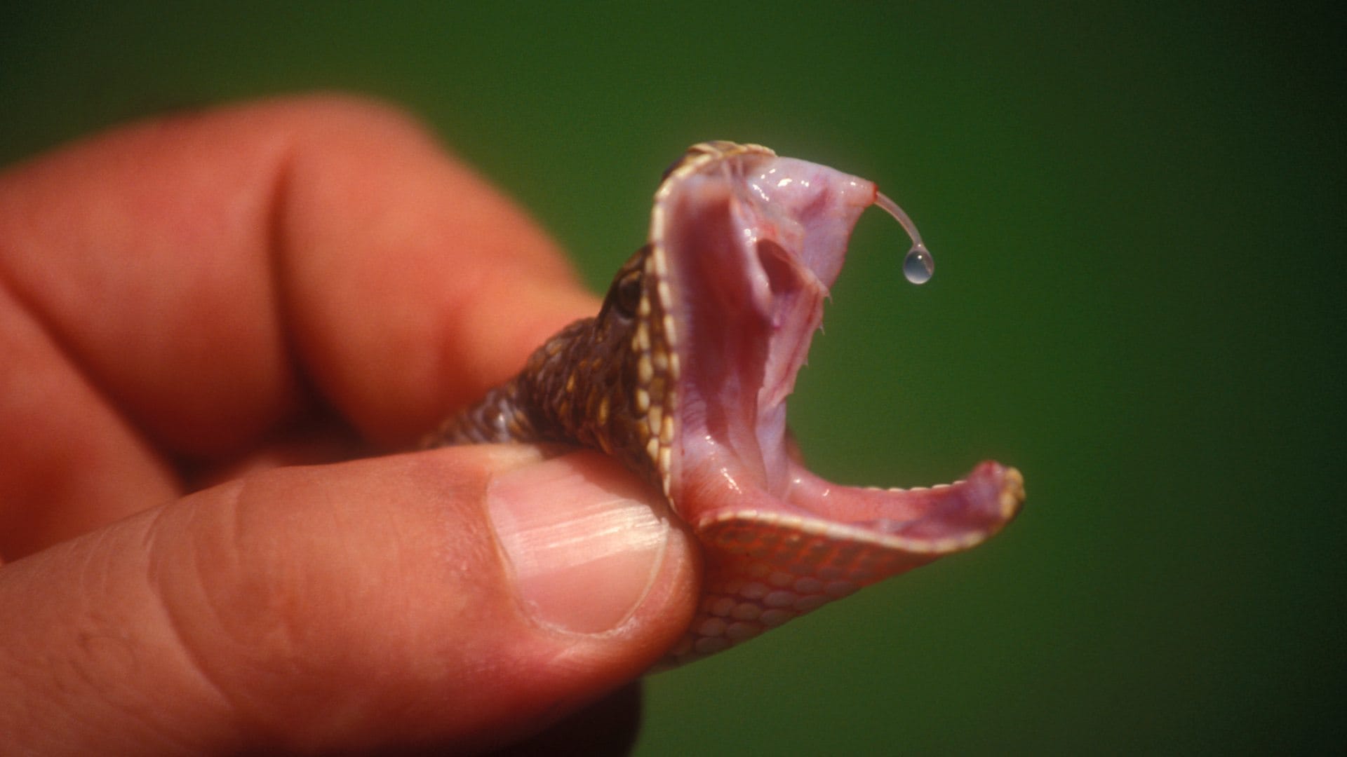 ajab gajab: chinese drink snake blood why do not die from its poison what science say