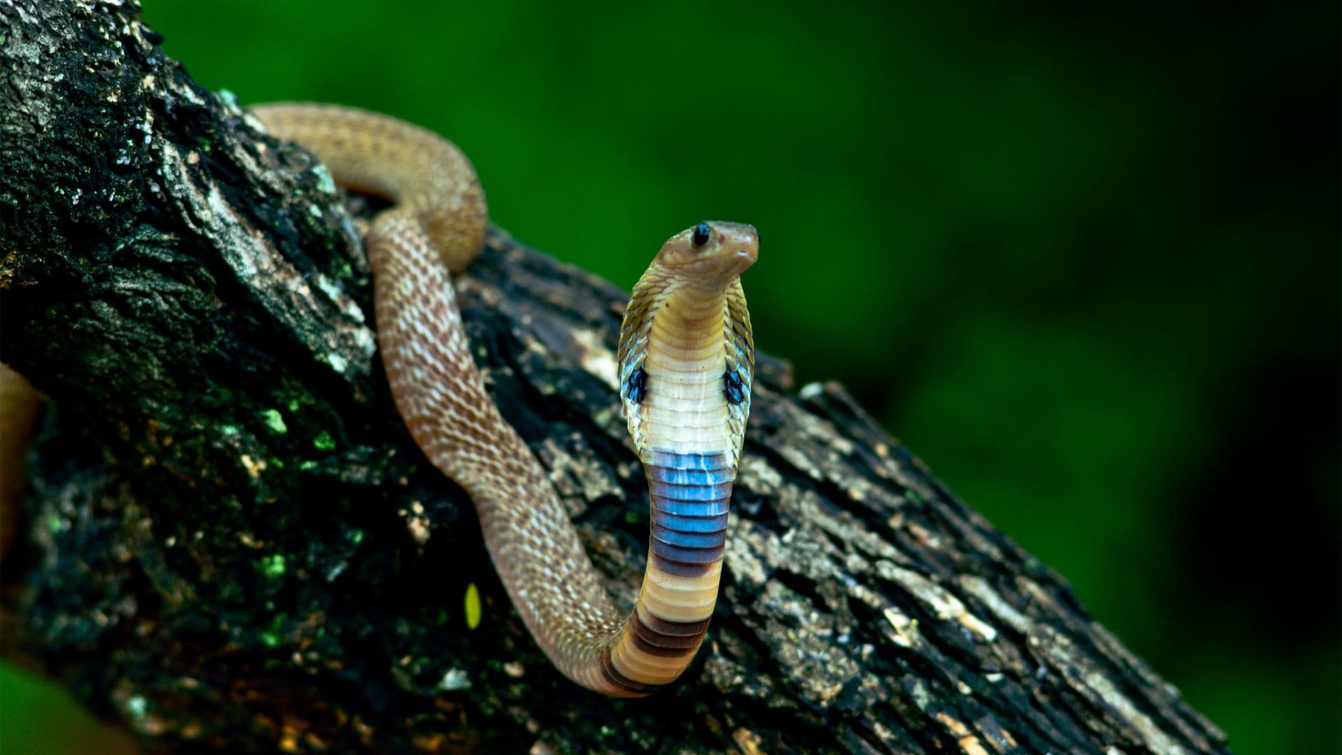 ajab gajab: chinese drink snake blood why do not die from its poison what science say