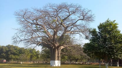 मुगलिया दौर का दुर्लभ पेड़