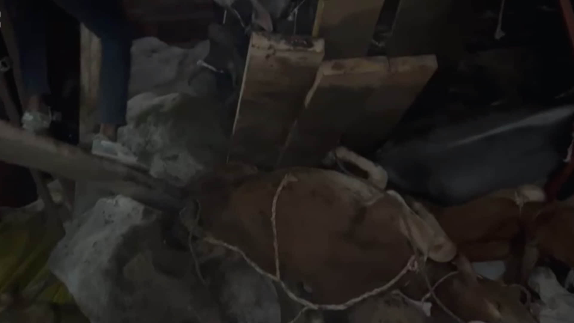 ट्रक पलटने से 19 गोवंश की मौत