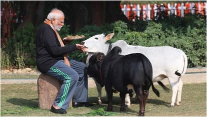गाय को चारा खिलाते हुए पीएम मोदी