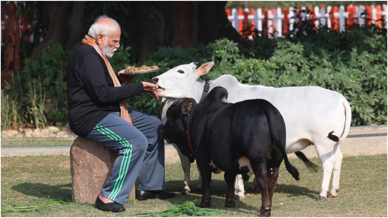 PM Modi fed fodder to cows on Makar Sankranti