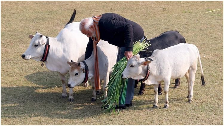Pm Modi Fed Fodder To Cows On Makar Sankranti - Amar Ujala Hindi News Live  - Pm Modi:मकर संक्रांति पर पीएम मोदी ने गायों को चारा खिलाया; पोंगल समारोह  में अपनी शॉल बच्ची को उपहार में दी