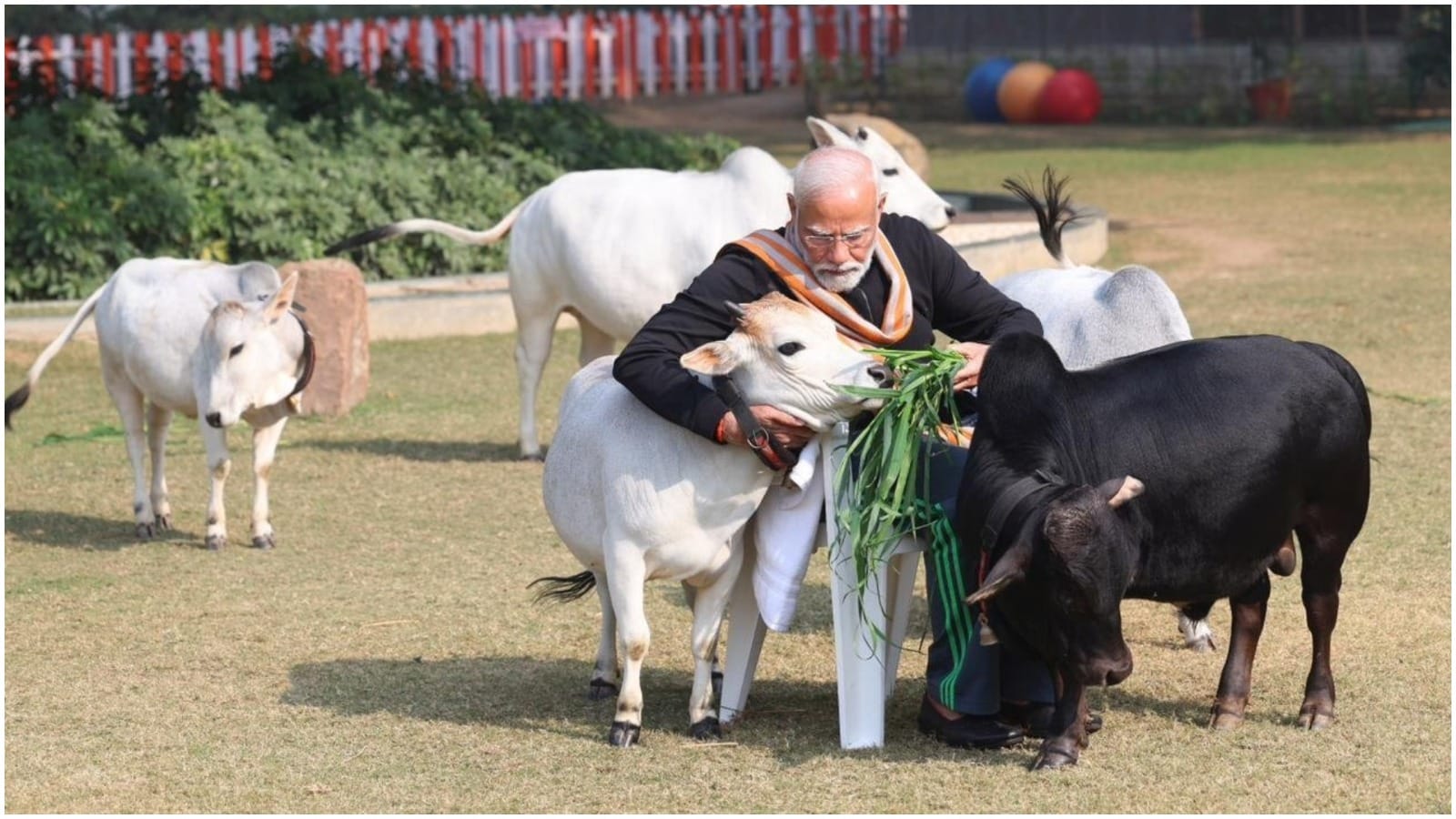 PM Modi fed fodder to cows on Makar Sankranti