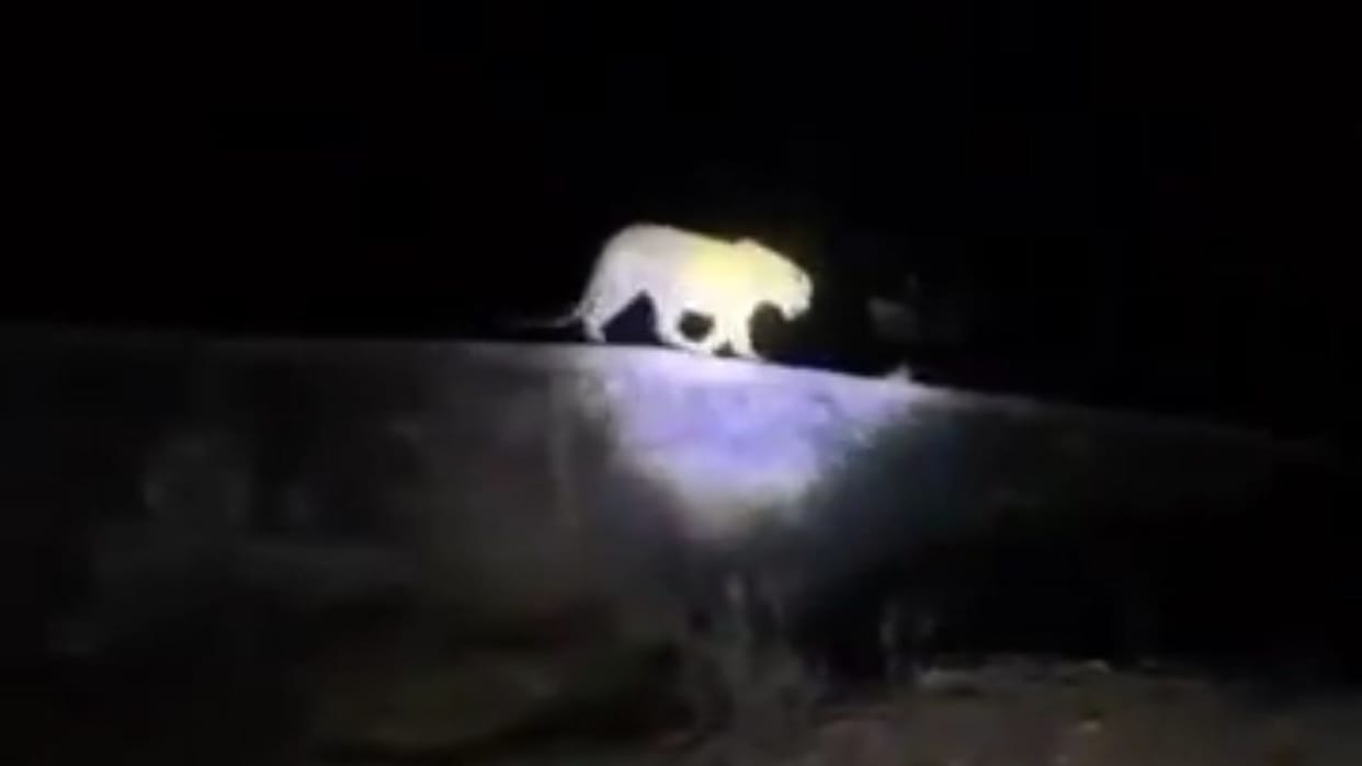 leopard video viral on social media in Mirzapur farmers scared