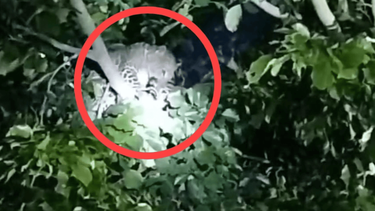 Female leopard with small cubs hunted dog