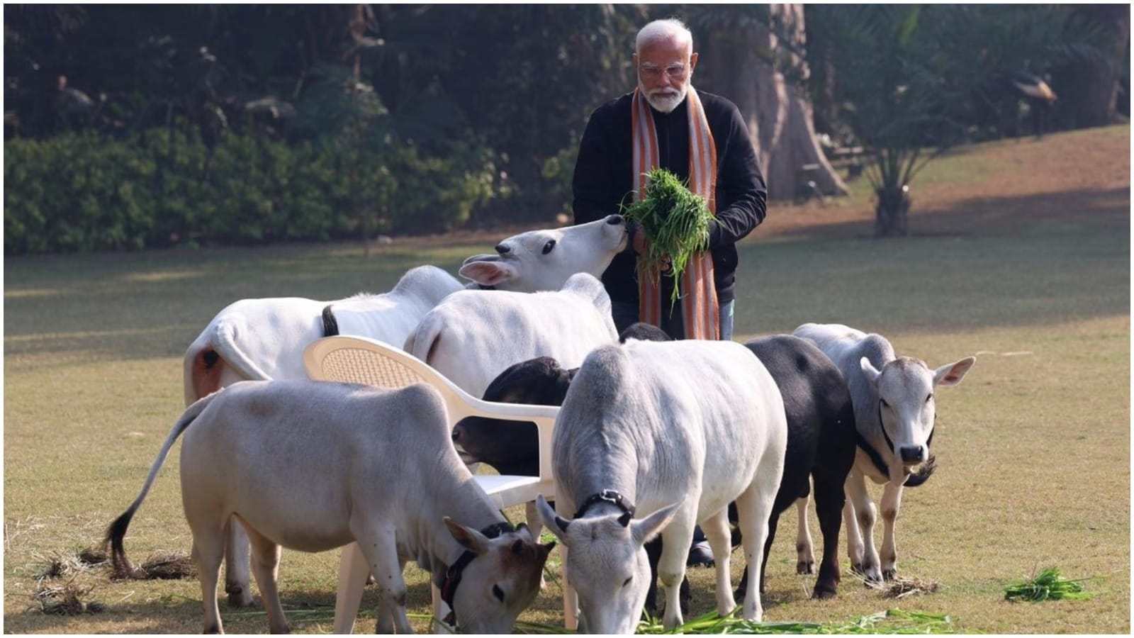 PM Modi fed fodder to cows on Makar Sankranti