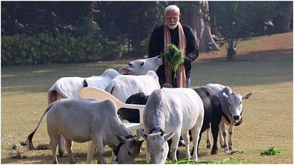 PM Modi fed fodder to cows on Makar Sankranti