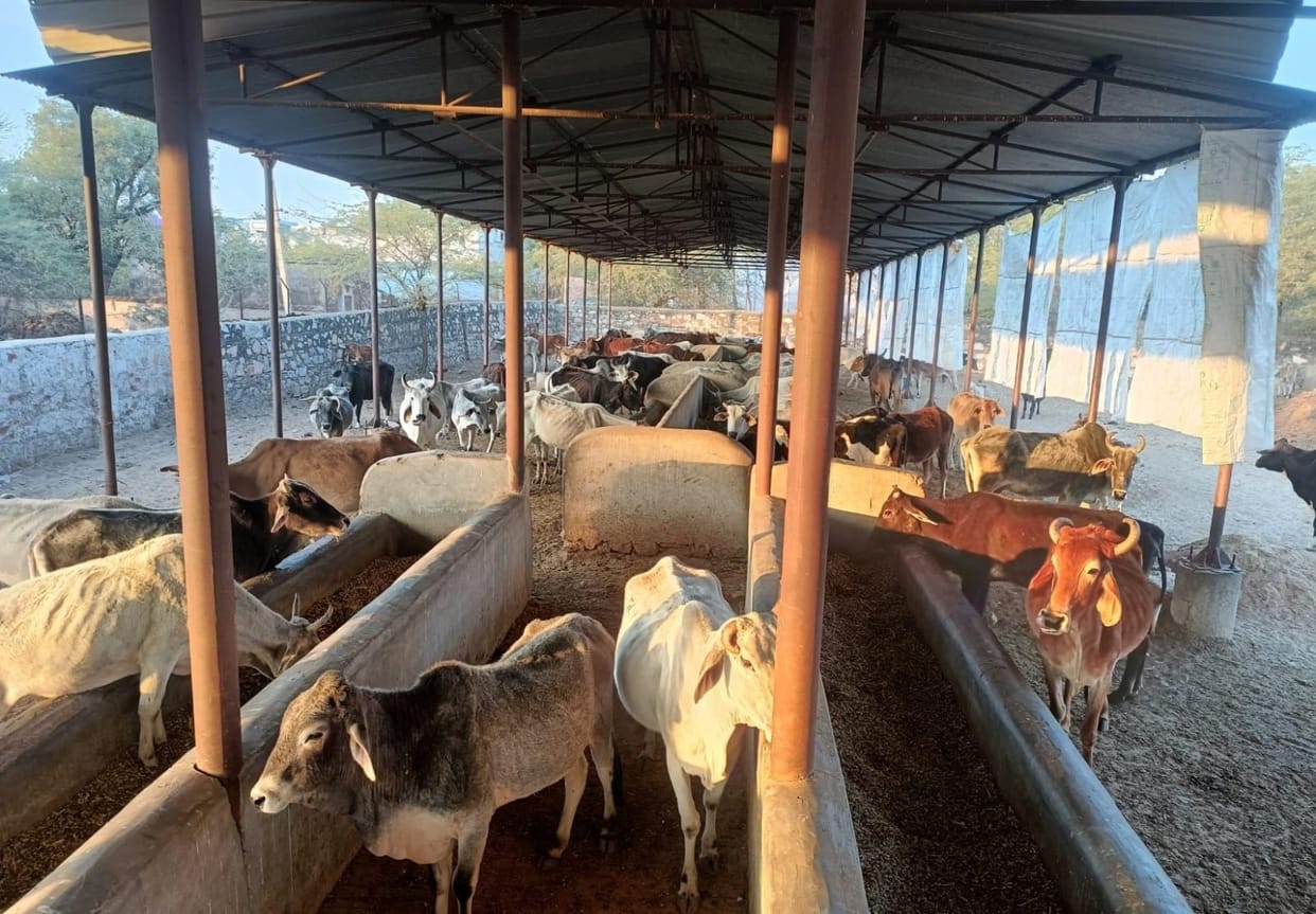 Rajasthan News: Dausa Gau Sadan will celebrate Gauseva Sankalp Diwas, cows will be fed with jaggery and fodder