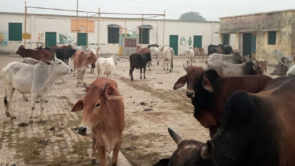 Sambhal: Stray animals stopped in government school, then Viksit Bharat Sankalp Yatra program