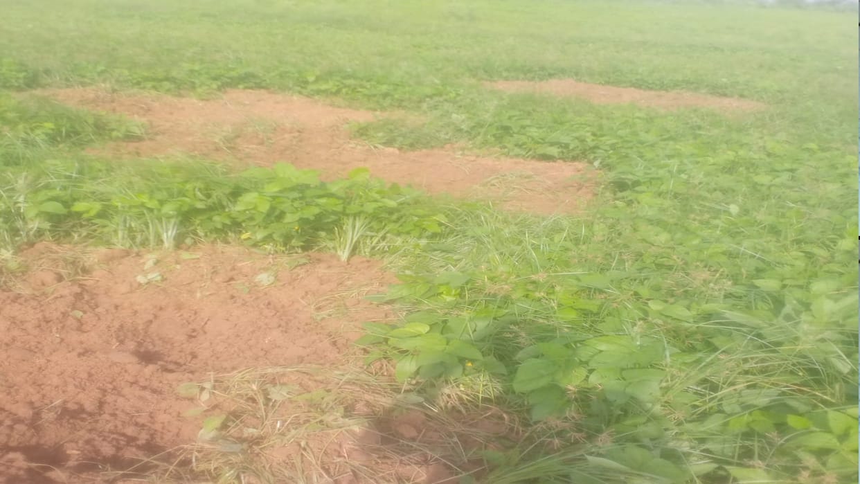 Damoh: Farmers of 15 villages are on alert to save crops from wild animals