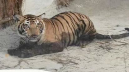 Pilibhit: रात में चारपाई के पास बैठी बाघिन को बकरी समझ सहलाती रही महिला, पता चला तो सर्दी में छूट गए पसीने woman kept caressing the tigress at night mistaking for a goat