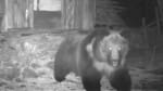 Rare Tibetan Brown Bear sighted in Sikkim