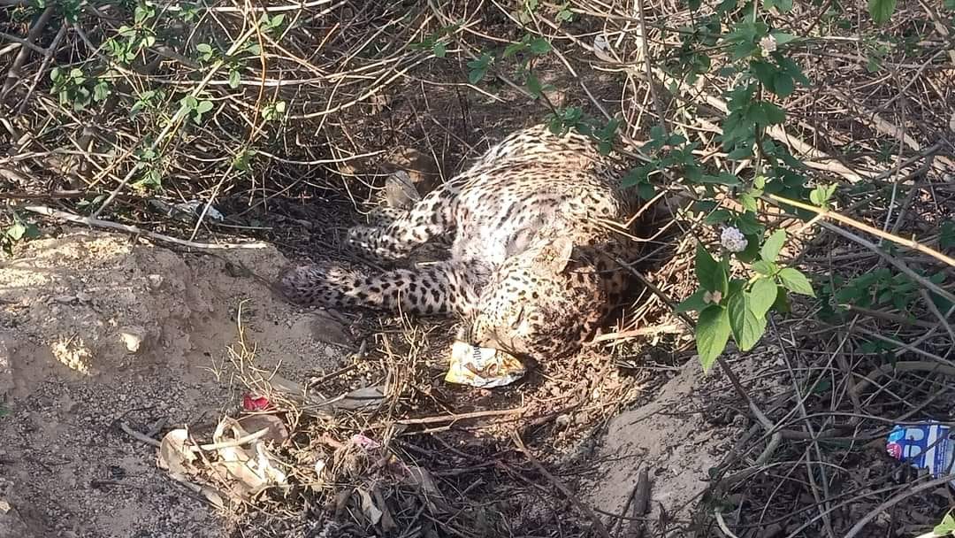 Mandsaur: Leopard Dies In A territorial Fight With Another Leopard