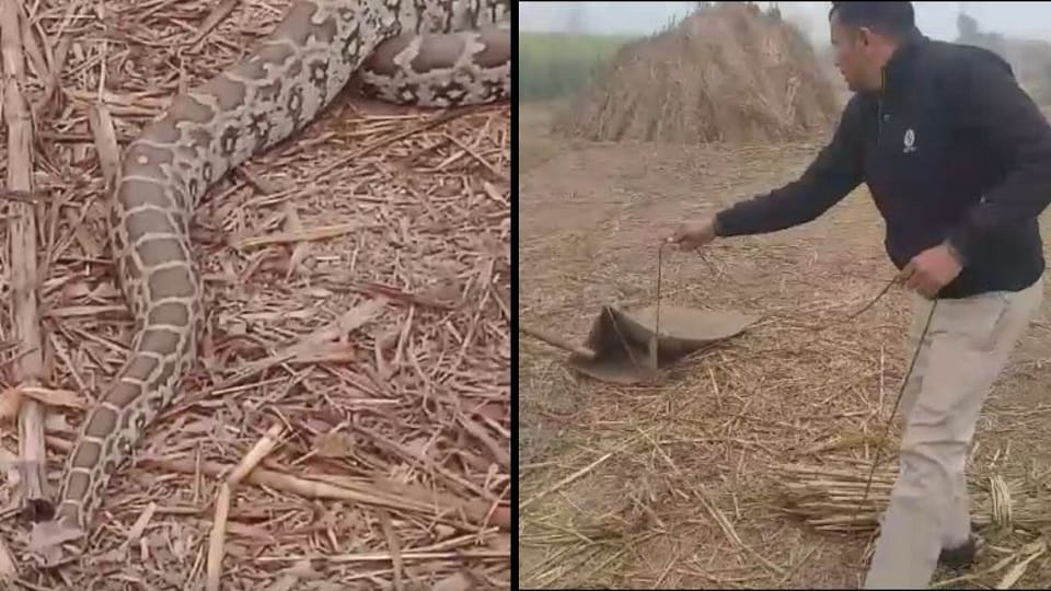 villagers were frightened after seeing python police caught it and kept it in sack Video went viral