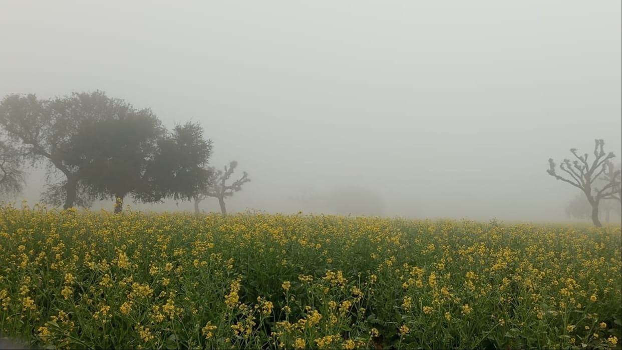 Narnaul Weather: Fog stopped the speed of vehicles, there is a possibility of frost in the coming days also