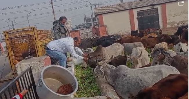 Makar Sankranti Festival: Makar Sankranti today, benefited by feeding green fodder and jaggery to cows