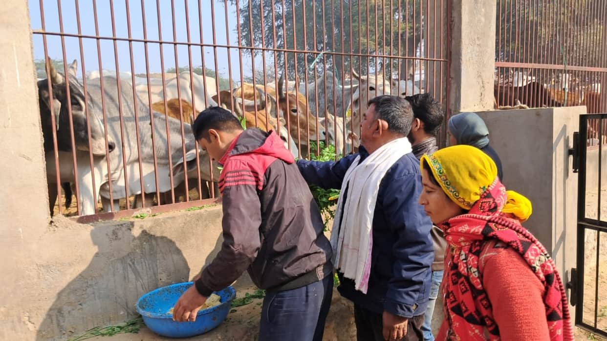 Rajashtan News: Donors performed cow service on Makar Sankranti festival in Dausa Gau Sadan