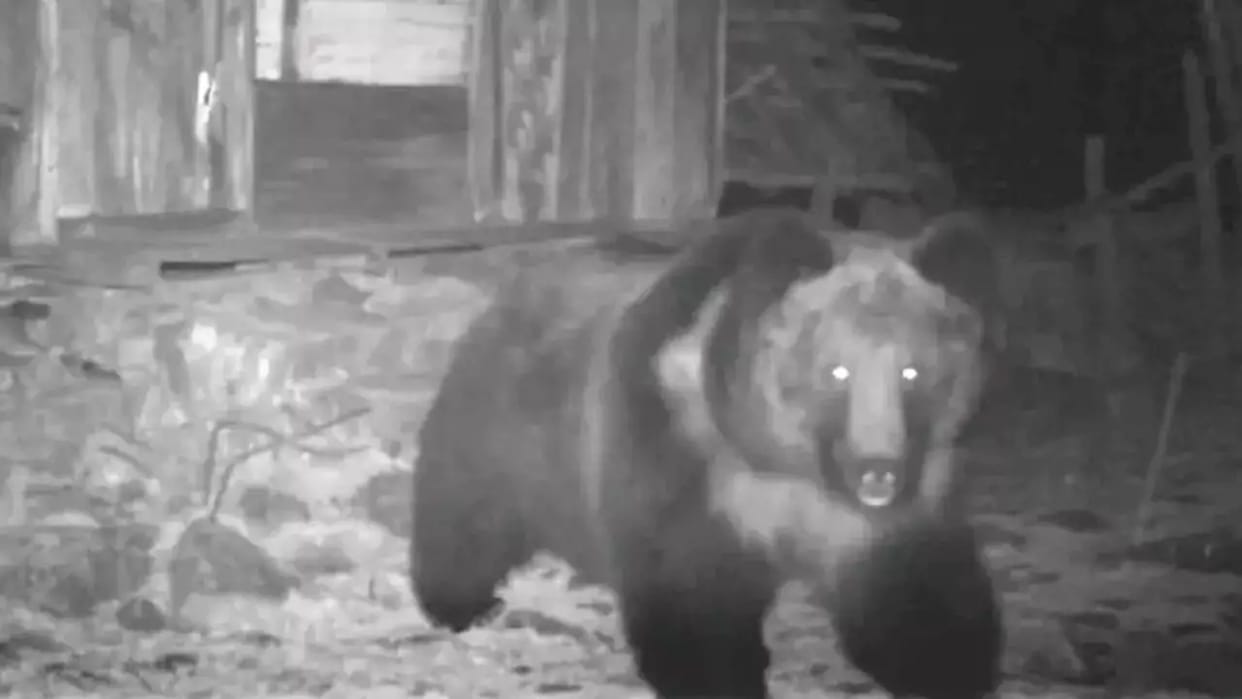 Viral News Rare Tibetan Brown Bear sighted in Sikkim, IFS officer shares pics