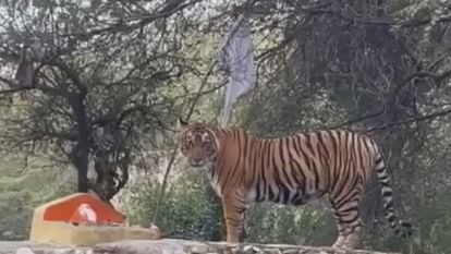 Sawai Madhopur: A tiger suddenly arrived on way to Ranthambore Trinetra Ganesh temple; Traffic stopped