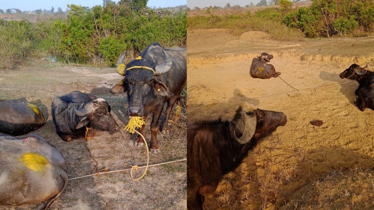 Shadol News: Animal Traffickers Nabbed in Shahdol