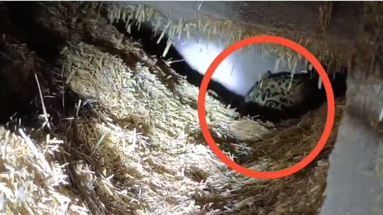 Bandhavgarh Tiger Reserve A Female Leopard Enters In A Villager Home, Rescued