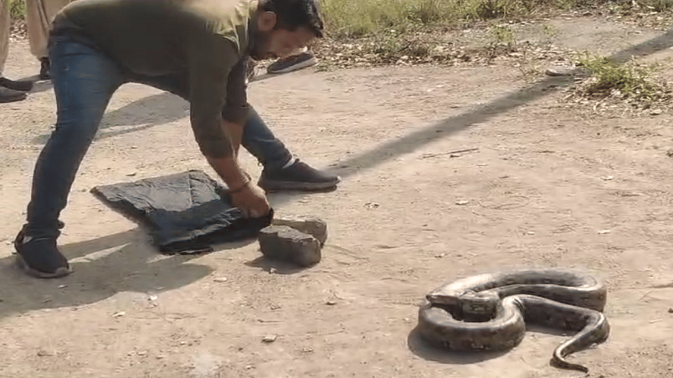 Shock after finding a giant python in DSPM plant wildlife team did the rescue in Korba