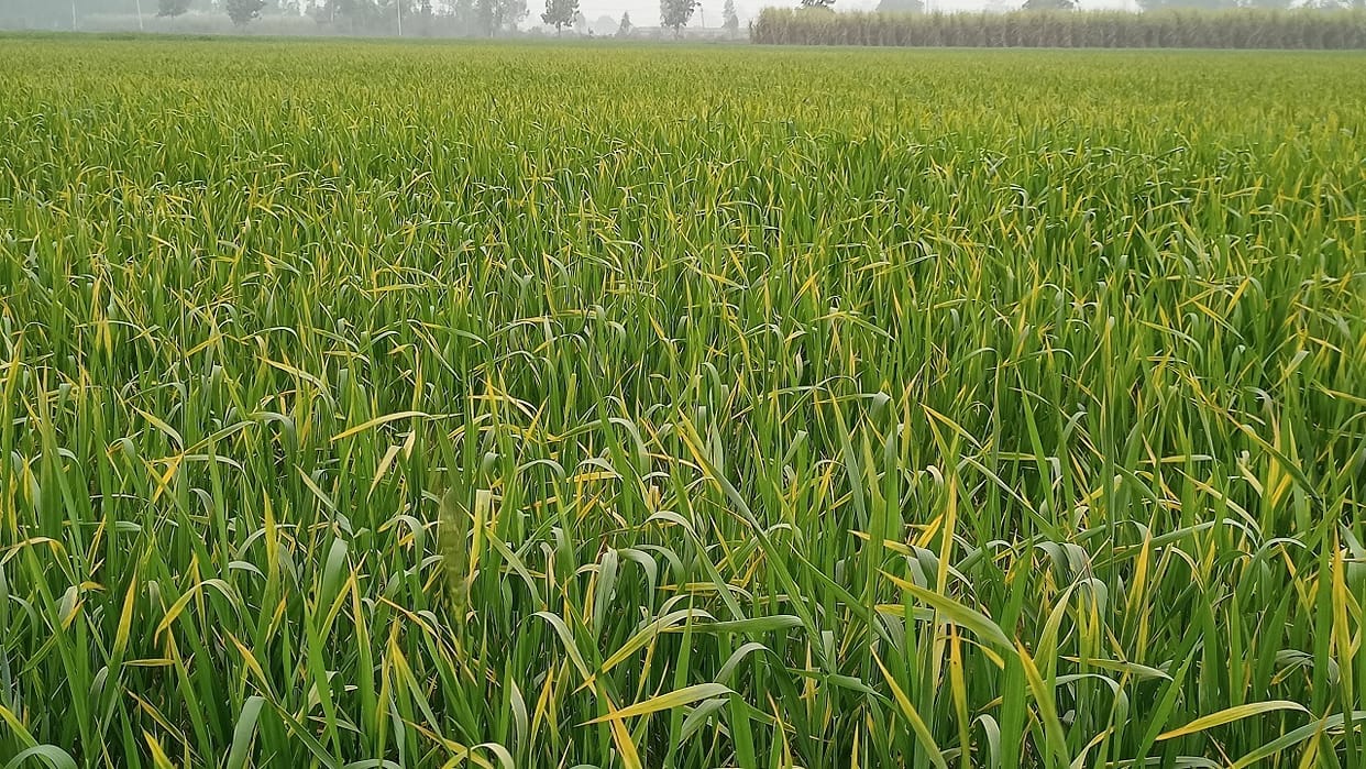 Impact of weather on crops, Yellowness of wheat due to lack of sunlight, Danger of yellow rust, farmers upset
