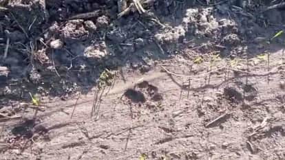 Barwani News: Leopard hunted cow calf in Khetiya sub range